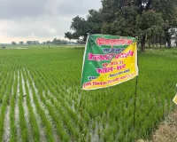  राष्ट्रीय खाद्य सुरक्ष अंतर्गत धान के क्लस्टर प्रदर्शन का निरीक्षण किया गया 