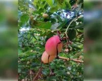 करौंदा वजन घटाने से लेकर हड्डियों को मजबूत बनाने तक