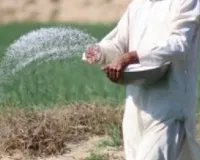 गोंडा में यूरिया को लेकर अफवाह, कृषि विभाग बोला- स्टॉक पर्याप्त- लाइन न लगाएं किसान