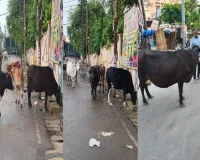गुलमोहर एन्क्लेव सोसाइटी के गेट के बाहर आवारा पशुओं का आतंक