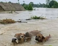असम में बाढ़ संकट बरकरार , कुछ हिस्सों में फिर मंडराया खतरा