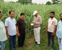 गन्ना बुवाई के साथ सा फसली की खेती अवश्य करें - मनोज चंदेल
