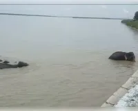 बहराइच में बैराज गेट के पास पहुंचा हाथियों का झुंड, हाका लगाकर जंगल लौटाया