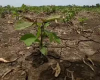 कम बारिश से एमपी में फसल संकट, 48 जिलों में सूखे जैसे हालात