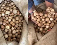 डीआरआई ने सुपारी आयात में 2500 करोड़ की धोखाधड़ी का किया भंडाफोड़