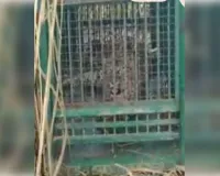 बिजनौर में आतंक मचाने वाला गुलदार पिंजरे में कैद, ग्रामीणों ने ली राहत