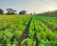 किसानों के लिए सौगात बनकर आई बारिश, खेतों में छाई हरियाली 