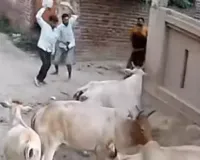 घर के बाहर खेल रहे बच्चे पर छुट्टा गाय ने किया हमला, सिविल में भर्ती