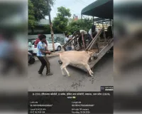 बच्ची पर हमले के बाद नगर निगम ने अभियान चलाकर पकड़े 48 छुट्टा पशु