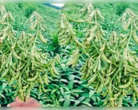 सोयाबीन की खेती कम समय में देंगी बेहतर मुनाफा