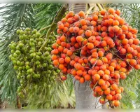  सुपारी की खेती इससे कितनी कमाई?