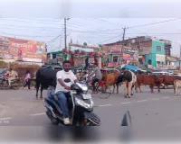 बेकाबू आवारा पशुओं का जमावड़ा, हादसों को न्योता दे रहे खूंखार सांड