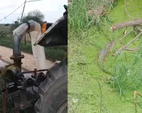 तालाब का बढ़ा जलस्तर बना खतरा, घरों के पास मगरमच्छ दिखने से दहशत