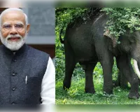 भारत में दुनिया के 60% से अधिक जंगली हाथी, पीएम मोदी ने जताया गर्व