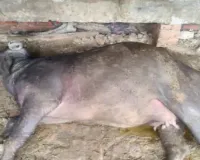  घूस न देने पर बदली भैंस की पोस्टमार्टम रिपोर्ट, ग्रामीणों ने घेरा अस्पताल