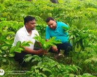 सूरन की खेती से बढ़ रही है किसानों की आमदनी, कम क्षेत्र में बेहतर उत्पादन का लाभ