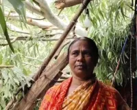 तेज आंधी में विधवा महिला के घर पर गिरा यूकेलिप्टस का पेड़, उजड़ा आशियाना