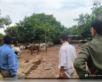 औलिया लालपुर गौशाला का एसडीएम ने किया औचक निरीक्षण