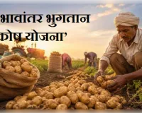आलू का भाव गिरा तो किसानों को ‘भावांतर भुगतान कोष योजना’ से राहत