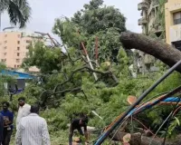 वन विभाग मुख्यालय के सामने पेड़ गिरने से दो लोग घायल
