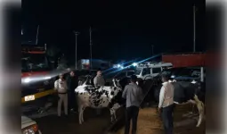 गोवंश से भरा ट्रक जब्त, महाराष्ट्र ले जाया जा रहा था,चार तस्कर गिरफ्तार