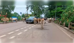 धमतरी में हाईवे सर्विलेंस टीम सक्रिय, ब्लैक स्पॉट पर रहेगी नजर