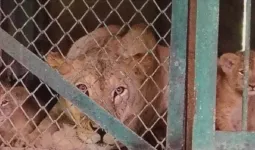  इंदौर जू में बढ़ा शेरों का कुनबा, शेरनी सुंदरी ने दो शावकों को दिया जन्म, संख्या बढ़कर 14 हुई