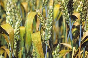  गेहूं की फसलों पर ब्राउन लीफ रस्ट बीमारी के प्रकोप से किसान चिंतित,भरपाई की मांग