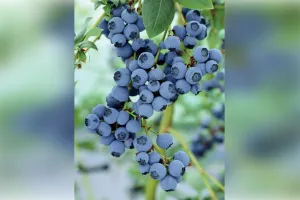 सेब पर मौसम की मार, हिमाचल में ब्लूबेरी को बनाया जा रहा नया विकल्प