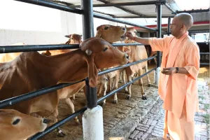 गोरखनाथ मंदिर प्रवास के दौरान गुड़-रोटी खिलाकर मुख्यमंत्री योगी ने की गोसेवा