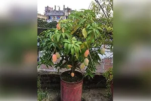 आम की गुठली से घर में उगाएं आम का पौधा