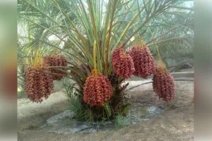 खजूर की खेती के लिए कौन सी मिट्टी सबसे अच्छी 