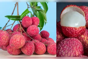 लीची के फायदे और नुकसान, सेहत के लिए कब हो सकती है नुकसानदायक