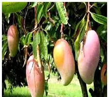 बाग में कैसे उगा सकते हैं तोतापरी मैंगो? सीजन में होगा बंपर मुनाफा