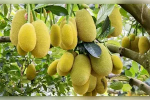 कटहल  की खेती खत्म हो जाएगी सब्जी की टेंशन और मिलेगा मोटा दाम