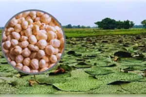 मखाने की खेती पर कितनी सब्सिडी?