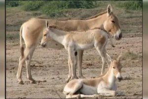 व्यंग्य: जुगाड़ के अस्तबल में रेशमी गधे