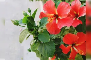 गुड़हल के पौधे में फूल कैसे लाएं?