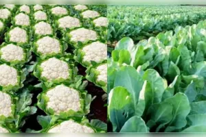 ऑफ-सीजन में फूलगोभी  की खेती मिलेगी मनचाही कीमत 