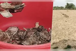  चोरी के डर से खेत में गाड़े 5 लाख, जगह भूल गया किसान