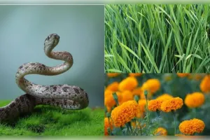  घर के आंगन में पौधे लगाने से दूर हो सकते हैं विषैले जीव