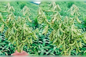 सोयाबीन की खेती कम समय में देंगी बेहतर मुनाफा