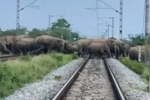 रेलवे ट्रैक पार कर रहा था हाथियों का झुंड, सामने से आई एक्सप्रेस